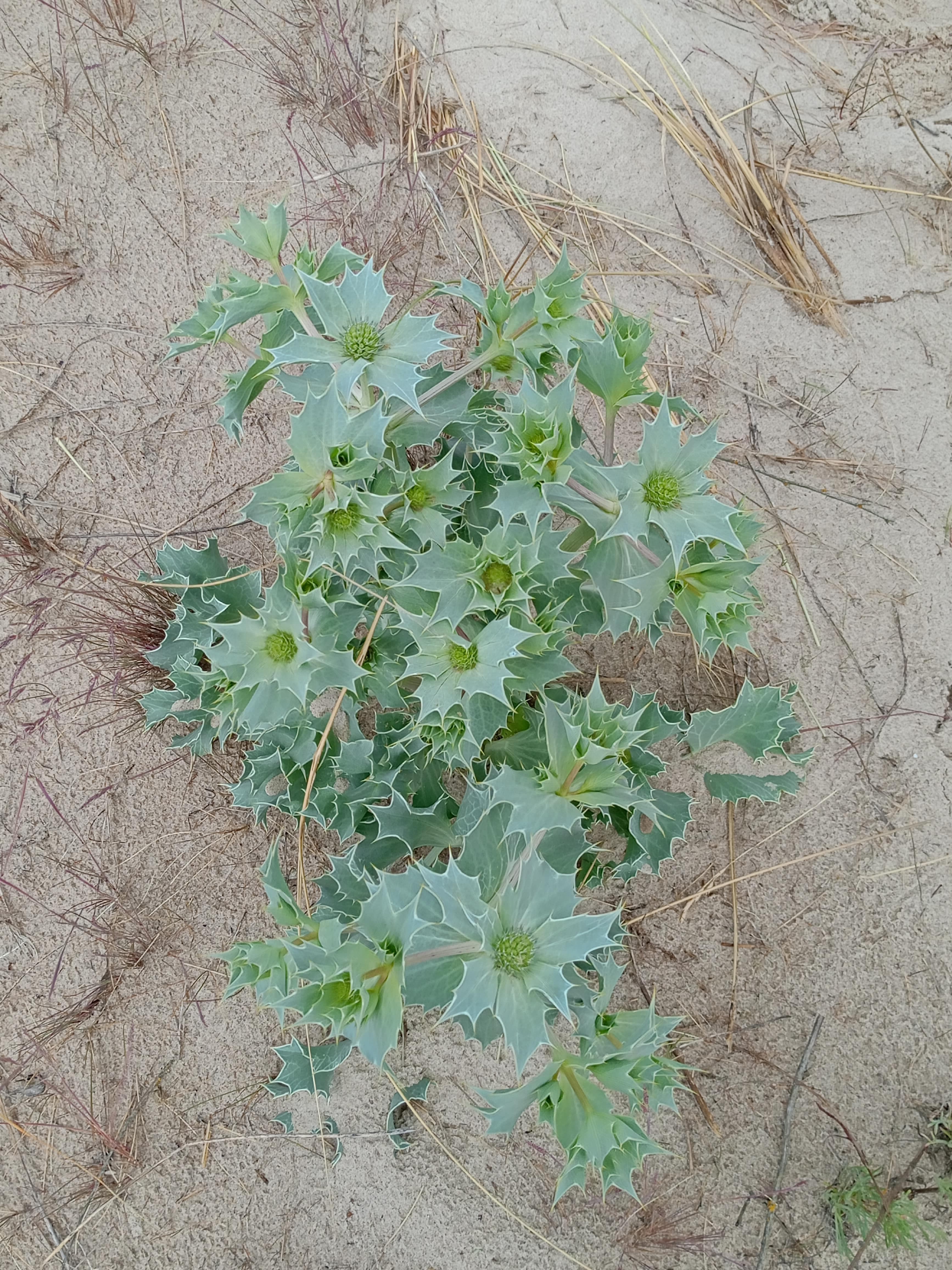 do kwadratowego okienka-min.jpg